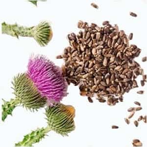 dried seeds of milk thistle